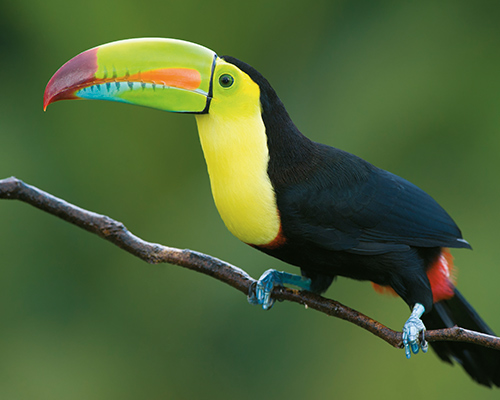 belize-mobnav1
