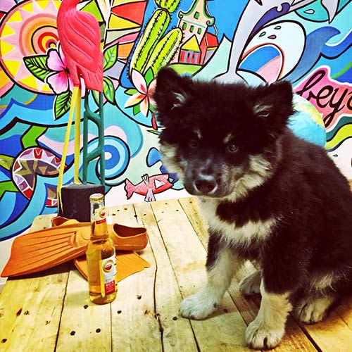bosco-puppy bosco-puppy
