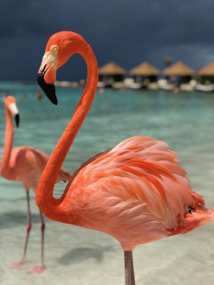 6 dingen waar je niet meteen aan denkt maar wel moet doen op Aruba