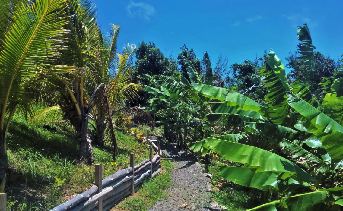 Wanderlust Dominica