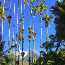 vue-pitons-2