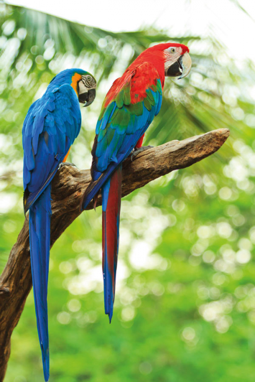 belize-birds belize-birds
